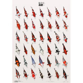 Koiposter 1 – 68 x 98 cm gelamineerd
