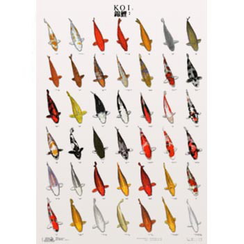 Koiposter 2 – 68 x 98 cm gelamineerd