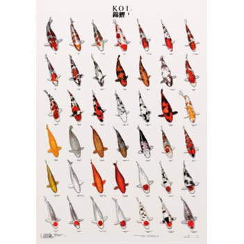 Koiposter 3 – 68 x 98 cm gelamineerd