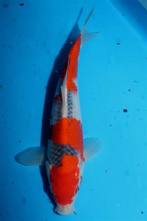 1 jarige goshiki (tosai)