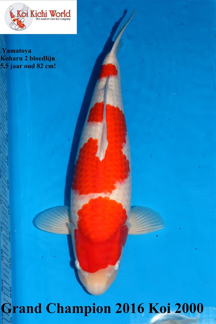 koi kichi