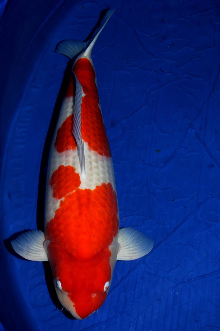 koi kichi