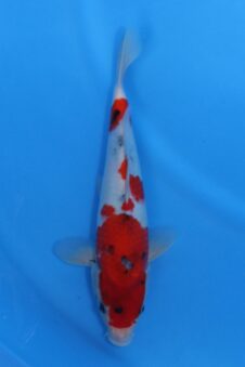 Momotaro female Showa VHQ+ NIEUWE Karashigoi bloedlijn tosai
