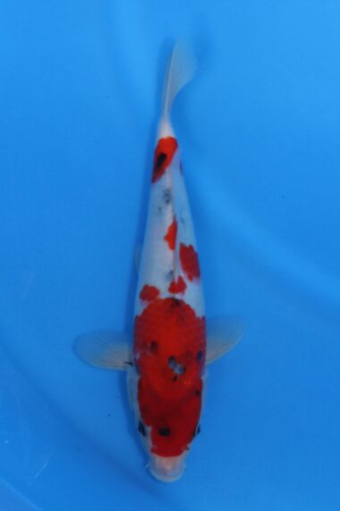 Momotaro female Showa VHQ+ NIEUWE Karashigoi bloedlijn tosai