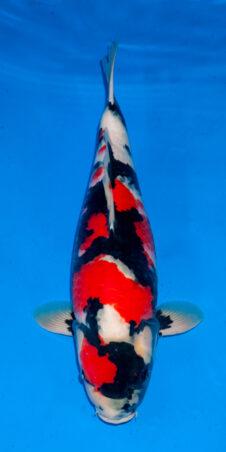 SHOWQuality Showa female nisai Ogata SVHQ