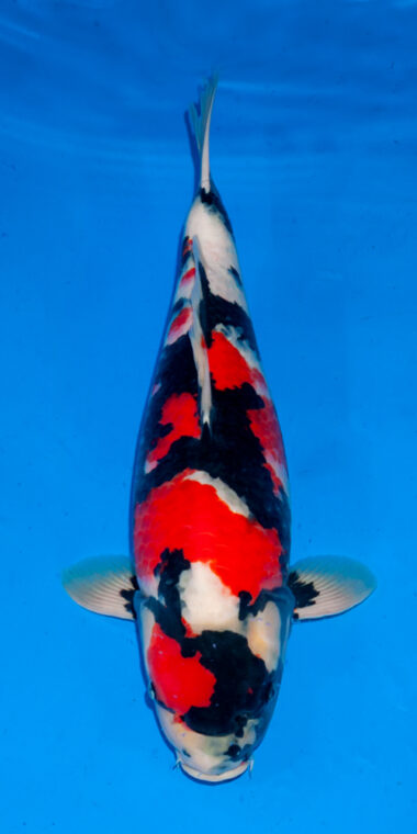 SHOWQuality Showa female nisai Ogata SVHQ