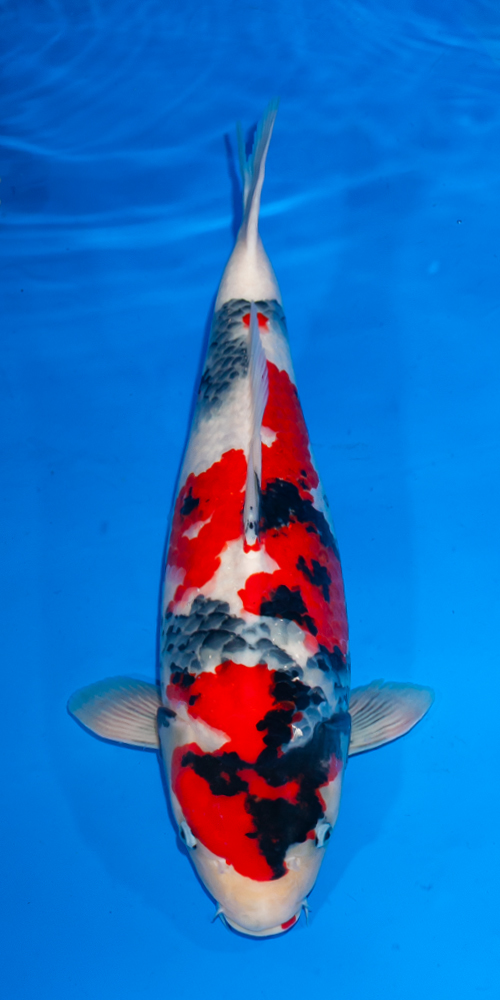 SHOWQuality Showa female nisai Ogata SVHQ