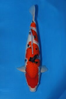 Matsue Sanke VHQ man nisai