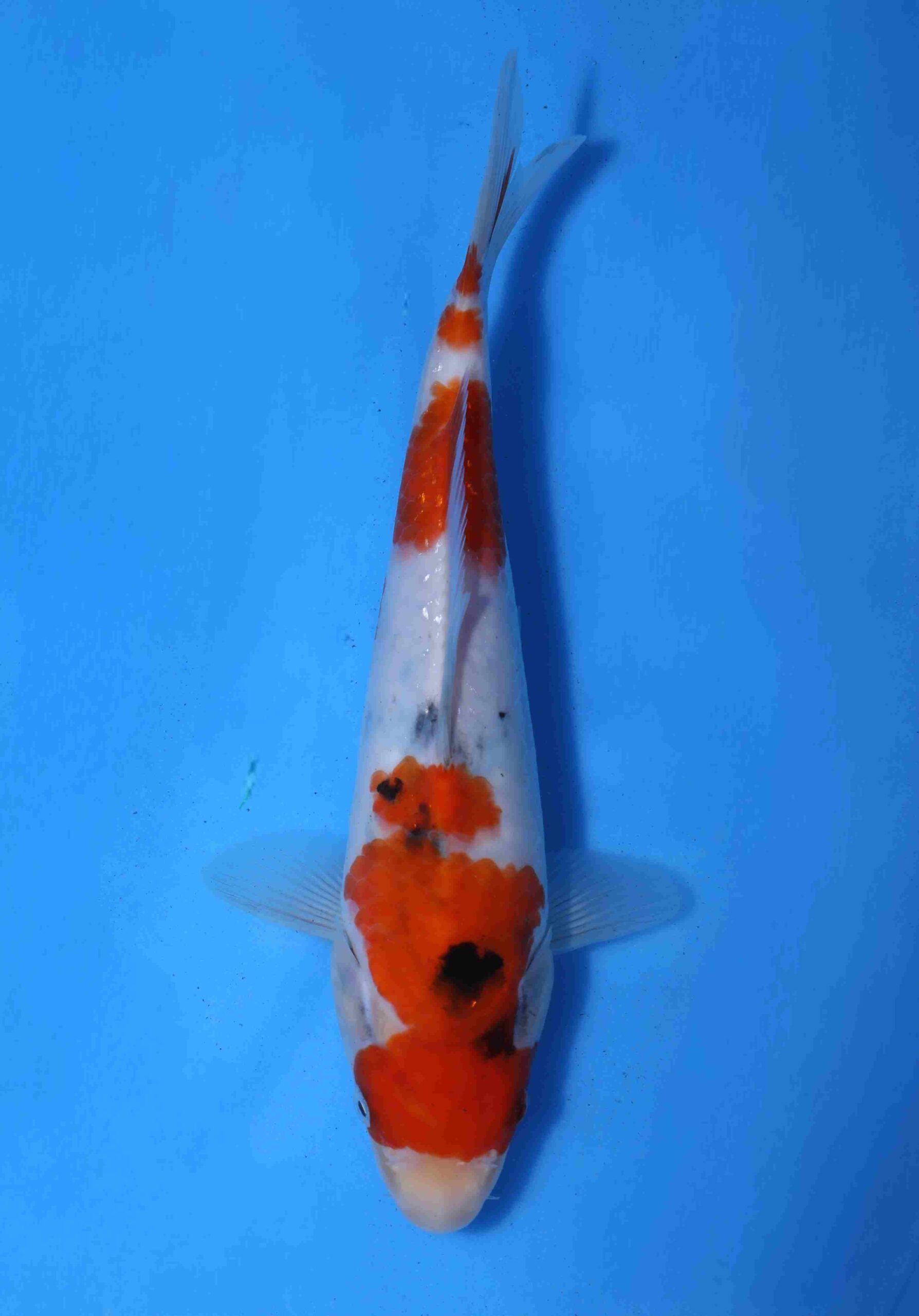 Momotaro sanke HQ+NIEUWE Karashigoi bloedlijn tosai