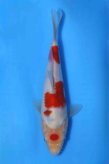 1 nieuwe koi najaar 2025