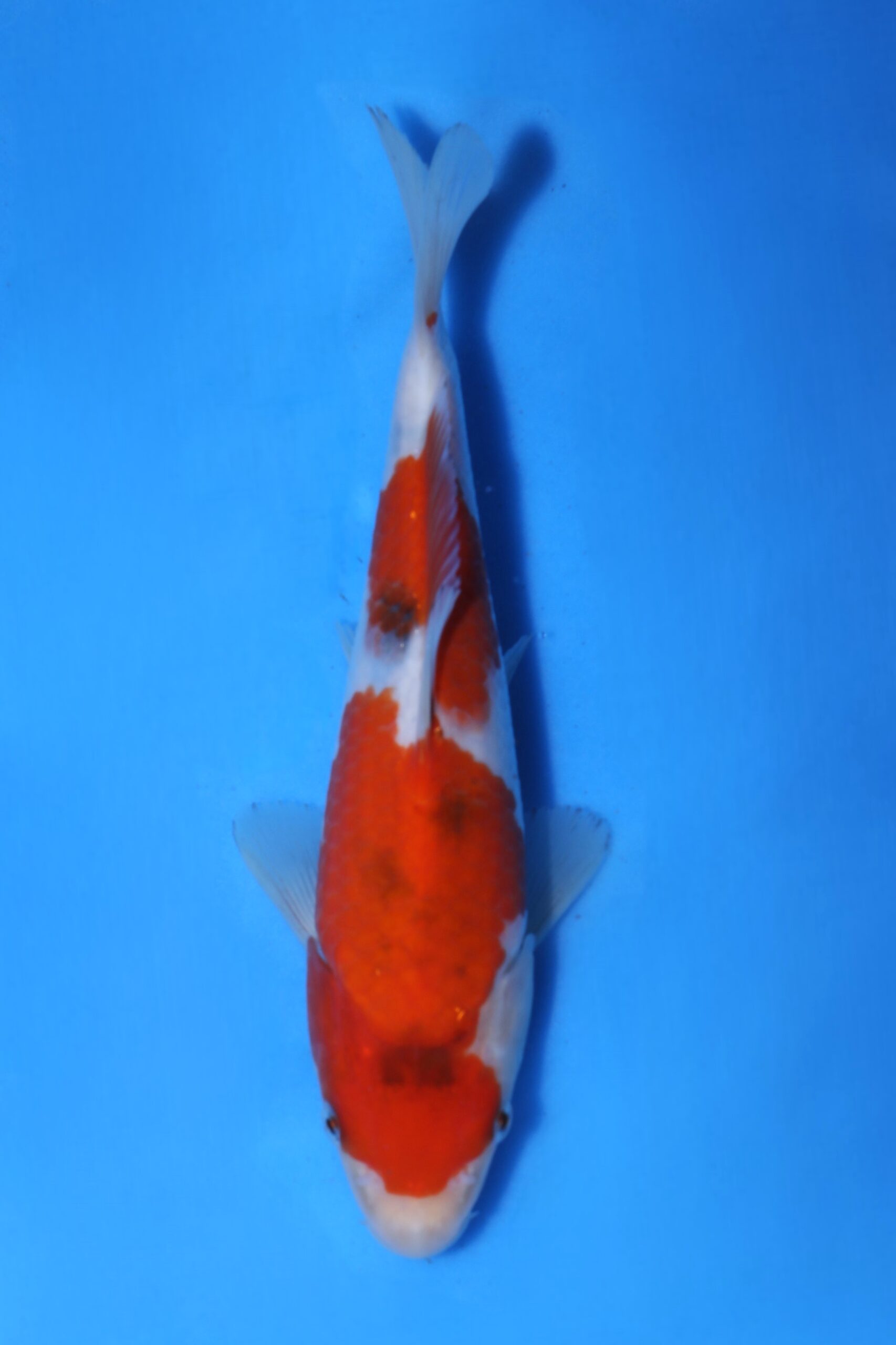 Momotaro sanke HQ+NIEUWE Karashigoi bloedlijn tosai