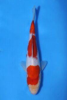 Momotaro sanke HQ+NIEUWE Karashigoi bloedlijn tosai