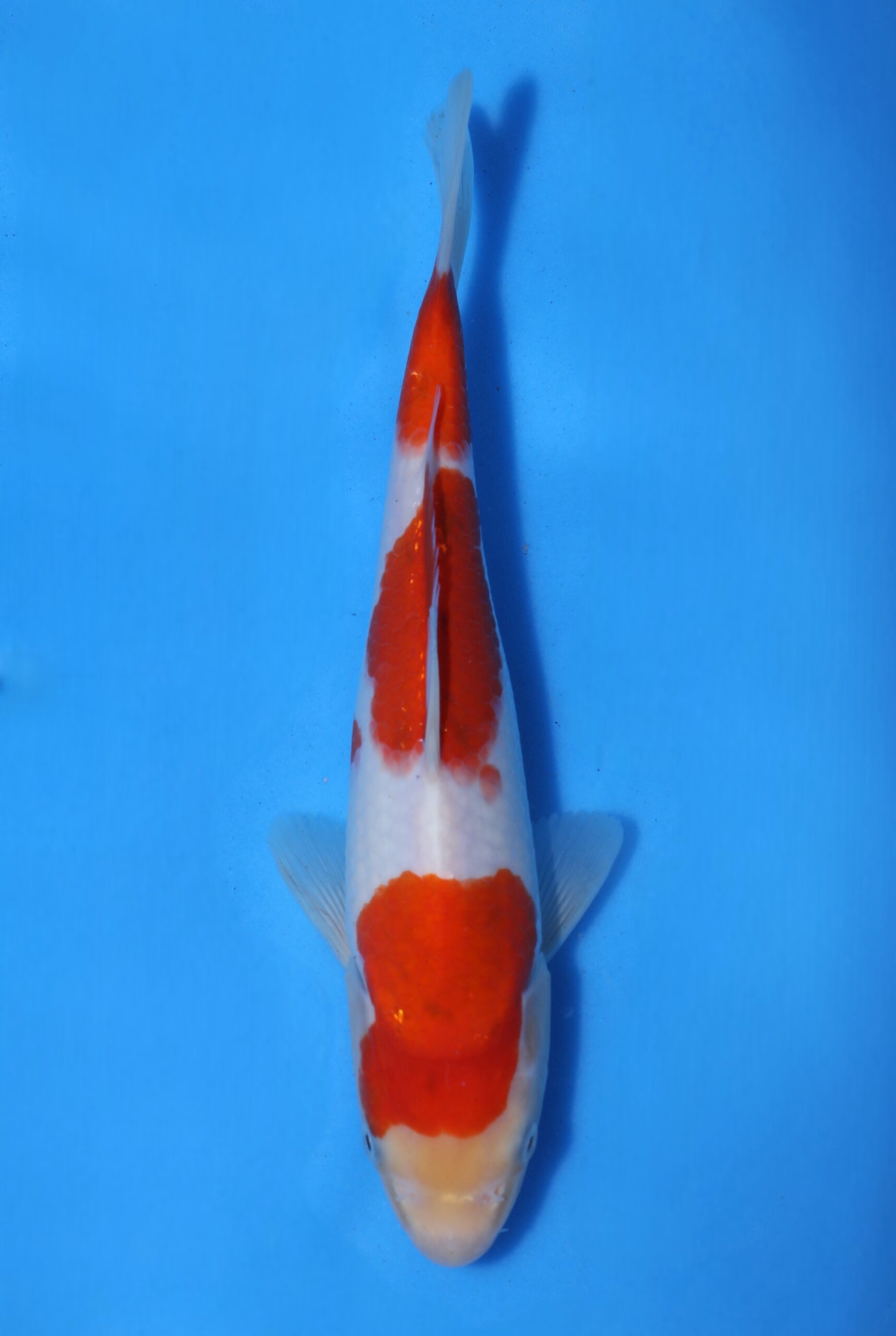 Momotaro sanke HQ+NIEUWE Karashigoi bloedlijn tosai