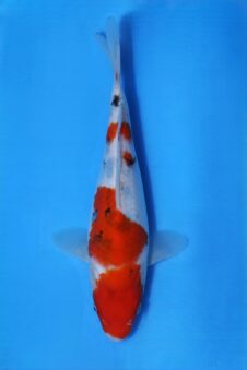 Momotaro sanke HQ+NIEUWE Karashigoi bloedlijn tosai