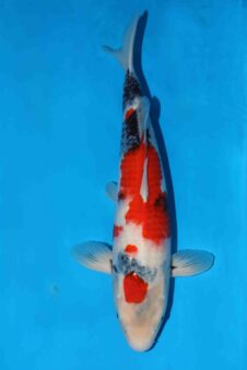 Showa VHQ+++++ female nisai Ueno met heel veel potentieel!