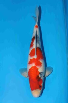 Showa VHQ+++ female nisai Ueno