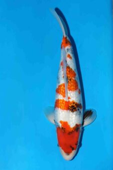 Ginrin Showa VHQ+ female nisai Ueno