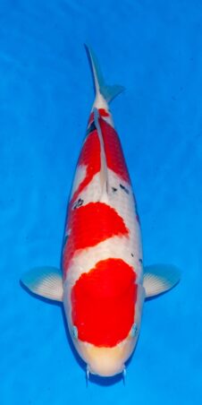 Sanke HQ+ nisai vrouwelijk Ogata SFF bloedlijn