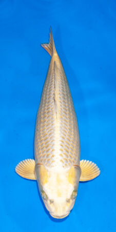 Silver Fox Mukashi ogon nisai vrouw