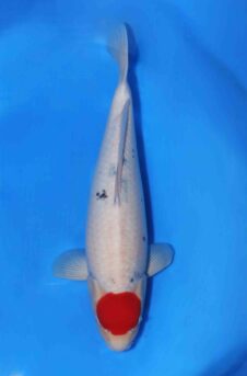 Sakai company HQ++ nisai female Tancho Sanke