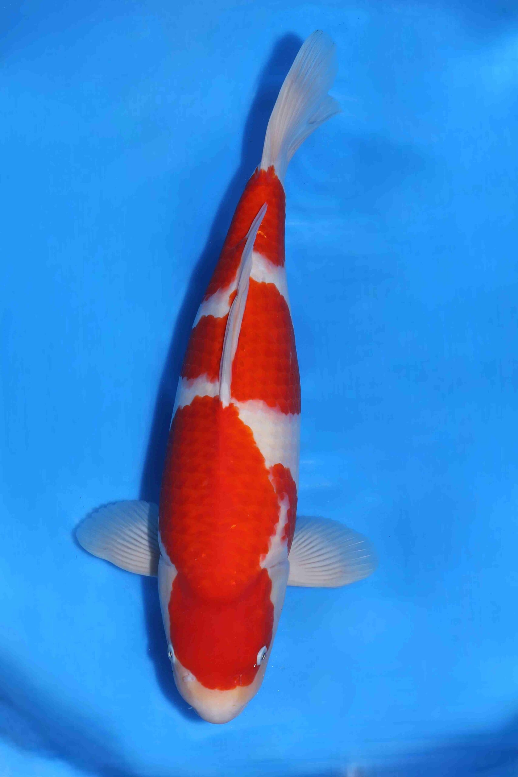 Sakai company HQ++ nisai kohaku