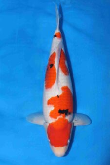 Sakai company VHQ+++female nisai sanke