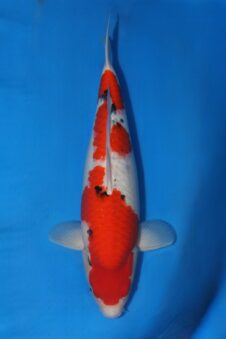 Sakai company VHQ+++female nisai sanke