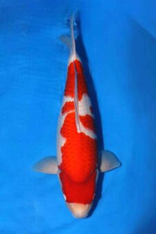 Sakai company VHQ+++female nisai kohaku