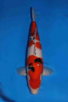 Sakai company SVHQ+female nisai sanke WORDT JUMBO!!!!