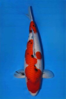 Sakai company SVHQ female jumbo nisai sanke