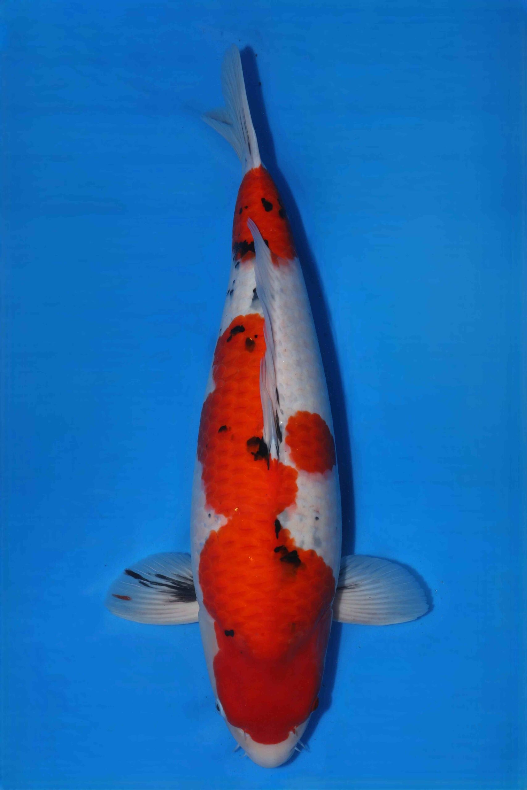 Sakai company SVHQ female jumbo nisai sanke