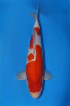 Matsue Kohaku VHQ man nisai