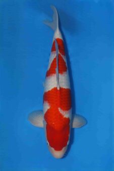 Matsue Kohaku VHQ man nisai