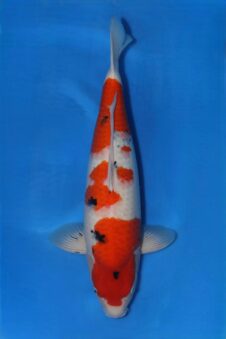 Matsue female Sanke SVHQ nisai tategoi