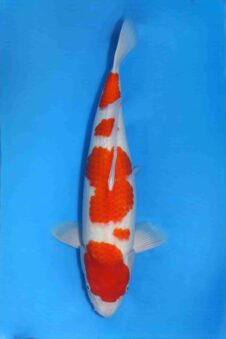 Matsue female Kohaku VHQ+ nisai