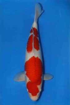 Matsue female Kohaku VHQ++ nisai