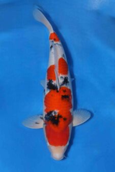 Matsue female Sanke VHQ+ nisai