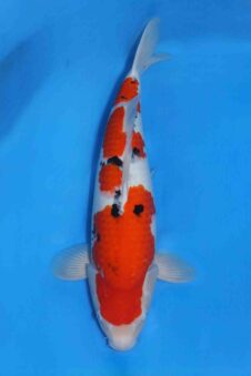 Matsue female Sanke SVHQ nisai ZG voor koishow in toekomst!