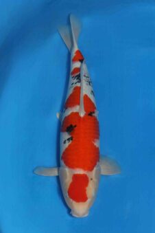 Matsue female sanke VHQ+++ nisai