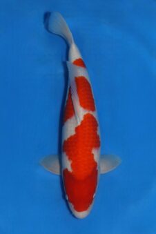 Matsue female kohaku SVHQ nisai ZG voor koishow als ze groter is!