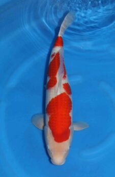 Matsue female Kohaku VHQ nisai