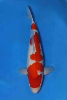 Matsue female Kohaku VHQ++ nisai
