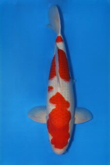 Matsue Kohaku HQ++ man nisai