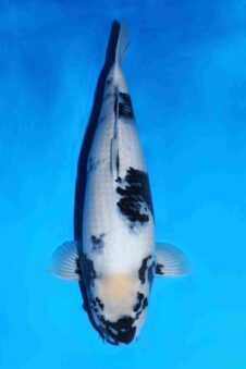 Omosako Shiro Utsuri SVHQ jumbo nisai vrouw