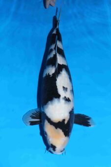 Omosako Shiro Utsuri VHQ+ jumbo nisai vrouw