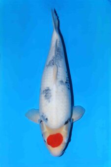 Omosako Tancho showa SVHQ+ jumbo nisai Tategoi vrouw