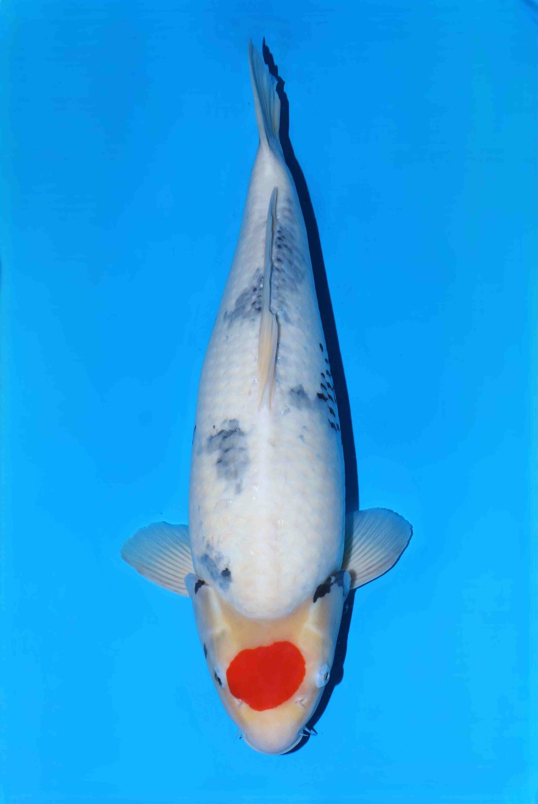 Omosako Tancho showa SVHQ+ jumbo nisai Tategoi vrouw