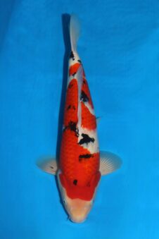 Sanke HQ+ Takigawa nisai man