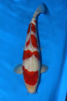 Sanke HQ+ Takigawa nisai man