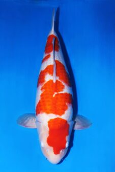 Matsue female Kohaku SVHQ nisai WORDT JUMBO!!!!